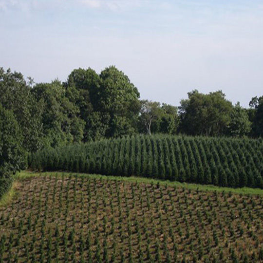 NC High Country Choose & Cut Tree Farm FAQ